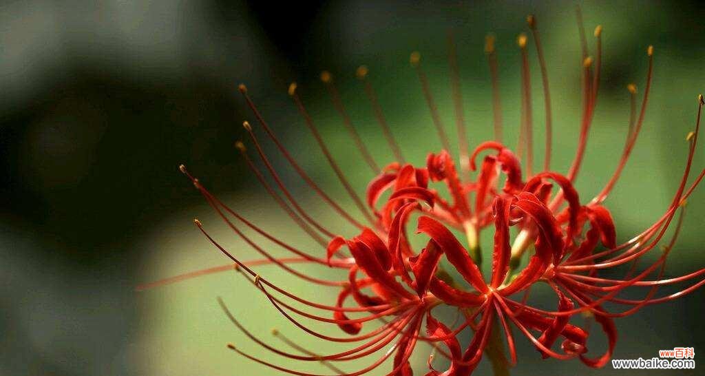 探寻彼岸花的花语,解读其丰富的情感内涵 彼岸花花语大全
