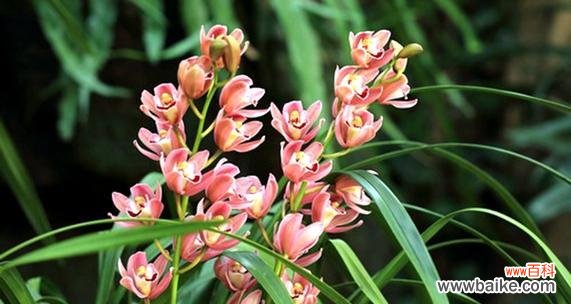 探索碧玉兰之美，传承文化之意 碧玉兰的花语与文化背景