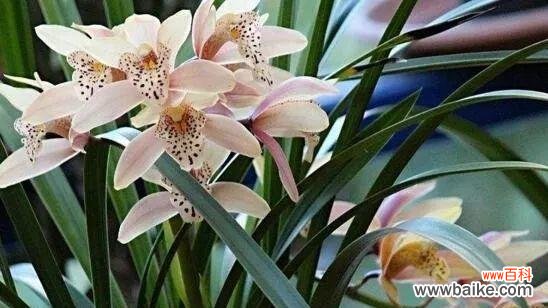 探索碧玉兰之美，传承文化之意 碧玉兰的花语与文化背景