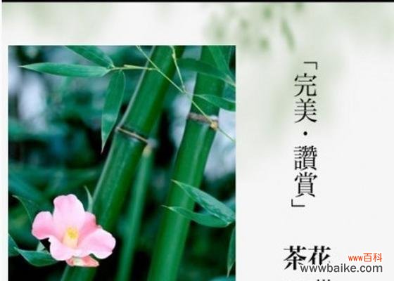 探索碧玉兰之美，传承文化之意 碧玉兰的花语与文化背景