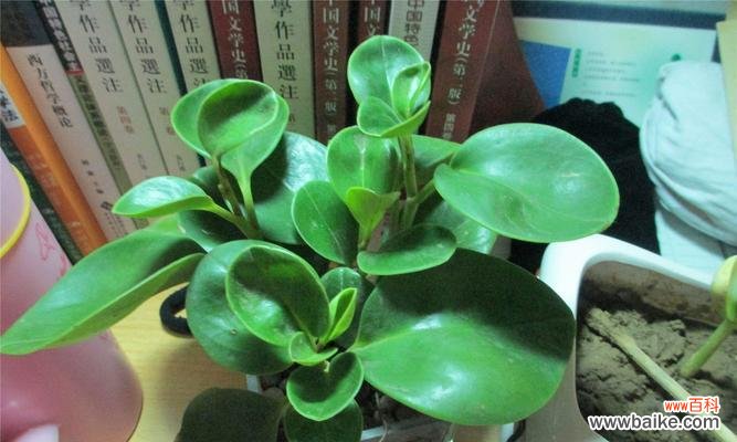 探索碧玉花的文化内涵和风水作用 以碧玉花的风水寓意