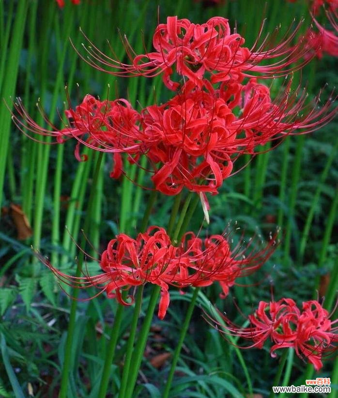 彼岸花——生死与重生的象征 彼岸花的象征意义