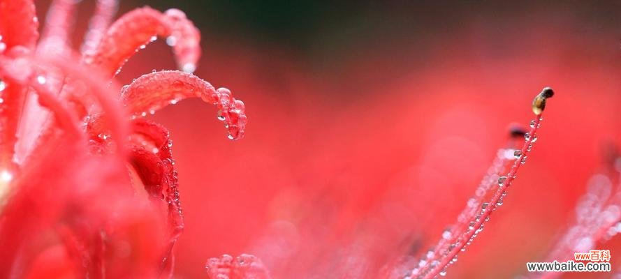 彼岸花——生死与重生的象征 彼岸花的象征意义