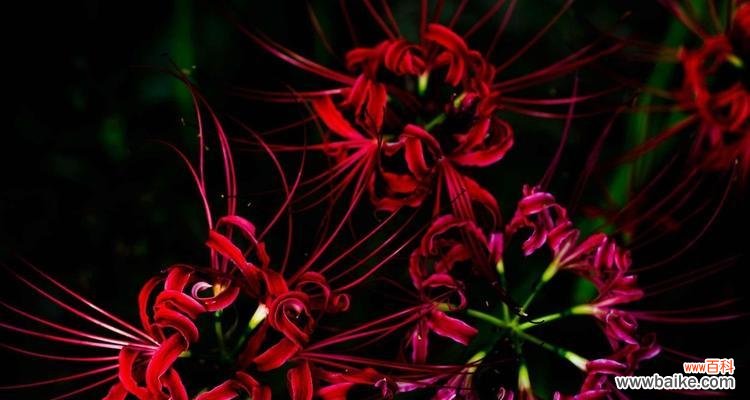 彼岸花——生死与重生的象征 彼岸花的象征意义