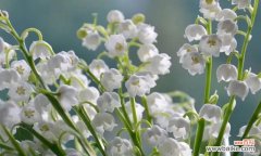 铃兰花语的深刻内涵与寓意 铃兰花语之美——传递纯真与希望的花朵