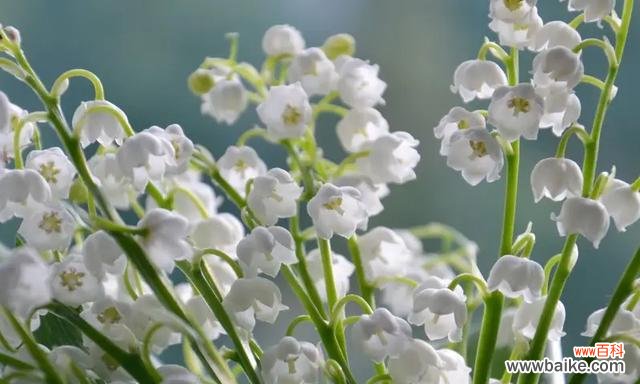 铃兰花语的深刻内涵与寓意 铃兰花语之美——传递纯真与希望的花朵