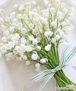 探寻铃兰花的神秘力量 铃兰花语大全及寓意