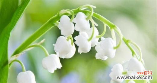 铃兰花语的深意及其传达的情感和价值观 铃兰花语与寓意——花开盛放的心灵守望