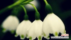 探索铃兰花语的美妙寓意与文化传承 铃兰花语的深意与象征