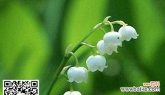 传承古老的爱恋与希望 铃兰花