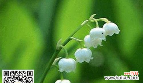 传承古老的爱恋与希望 铃兰花