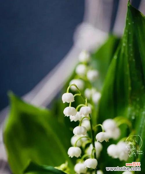 揭秘铃兰花的花语与古老传说 铃兰花语与传说——芬芳的谜团