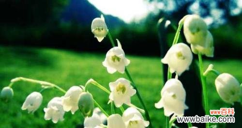 铃兰花语与人生的共鸣 铃兰花语的深刻寓意与诠释