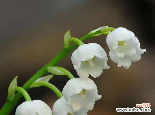 探索铃兰花的美丽与深意 铃兰花