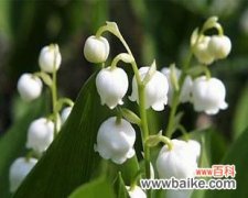 探寻铃兰花的神秘内涵和文化价值 铃兰花的寓意与象征意义