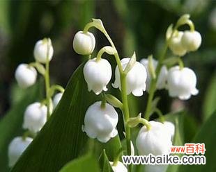 探寻铃兰花的神秘内涵和文化价值 铃兰花的寓意与象征意义