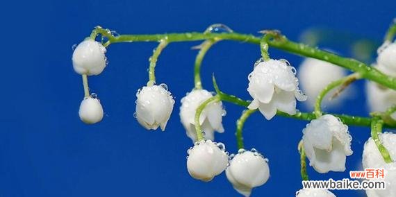 揭秘铃兰花的神秘花语 铃兰花的花语及其象征意义