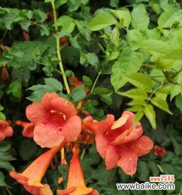 传递爱与希望的凌霄花 凌霄花的花语及其象征意义