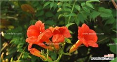 探寻凌霄花在文化中的象征意义 凌霄花的象征与寓意