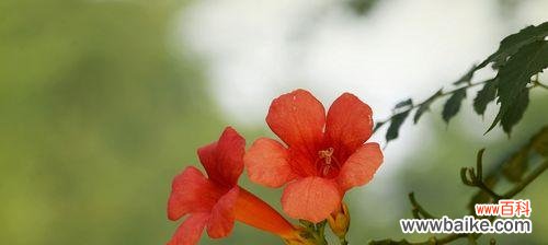 美丽绽放的花海 凌霄花花语与寓意