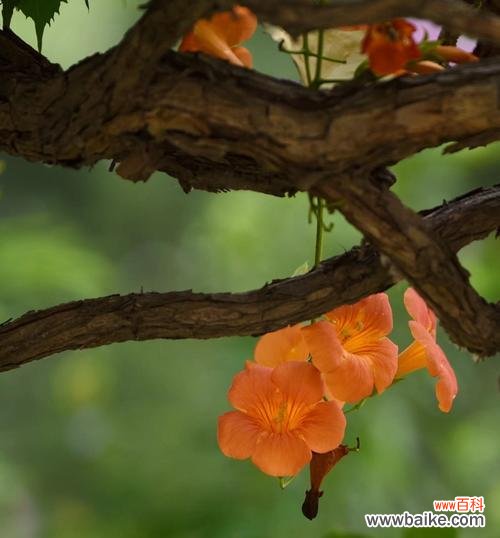 解读凌霄花的内涵和文化底蕴 凌霄花花语的象征与寓意