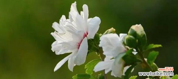 玫瑰山庄的花语和寓意是什么?它传达了怎样的情感?