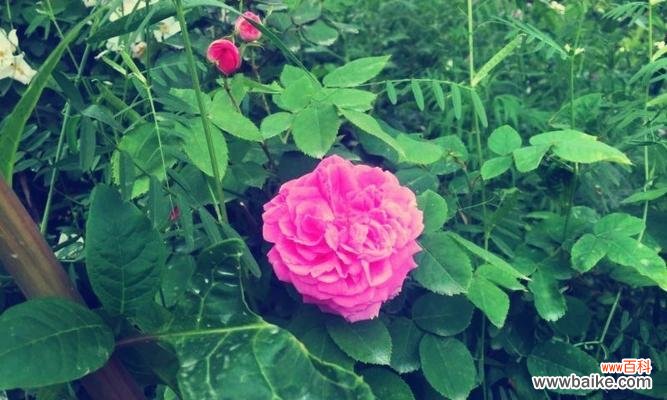 玫瑰山庄的花语和寓意是什么?它传达了怎样的情感?