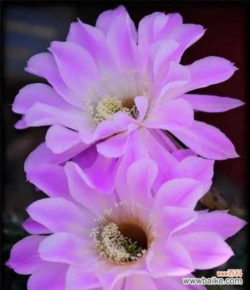 玫瑰山庄的花语和寓意是什么?它传达了怎样的情感?