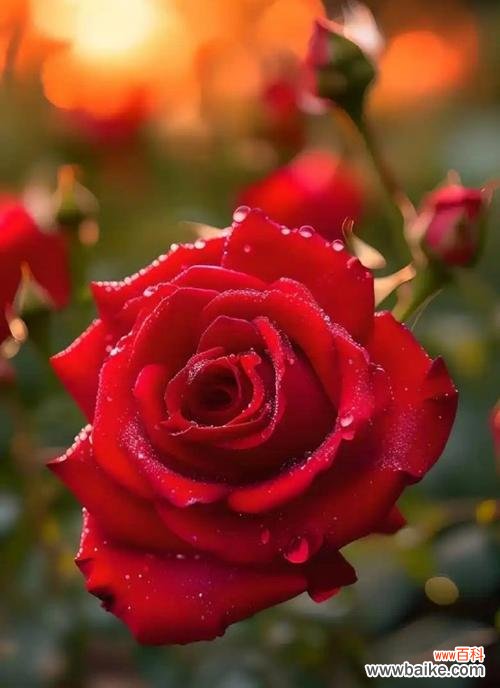 红色紫色玫瑰的花语是什么?它们共同传达了什么信息?