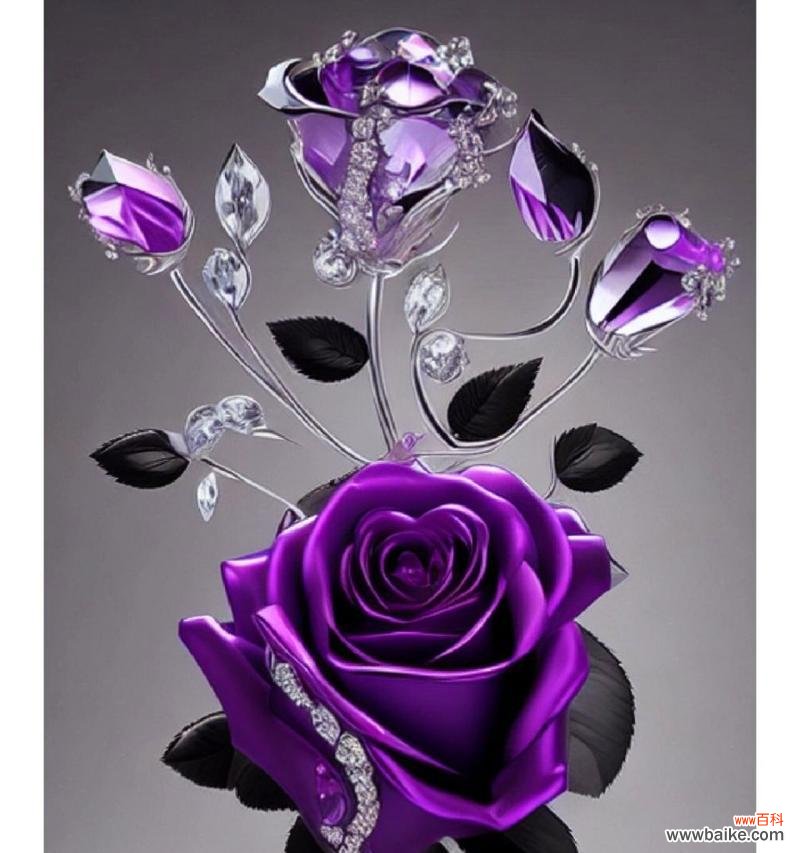 红色紫色玫瑰的花语是什么?它们共同传达了什么信息?