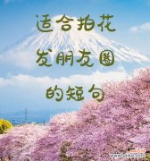 单束花送给朋友的花语是什么？