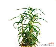 尸骨吊兰的花语代表了什么？