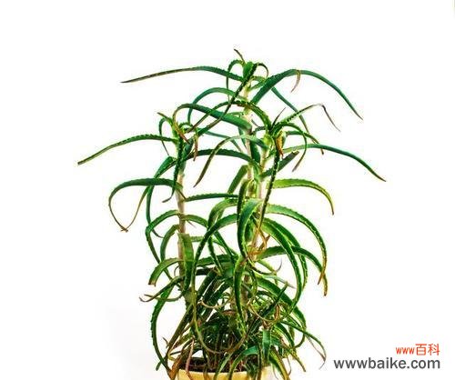 尸骨吊兰的花语代表了什么?