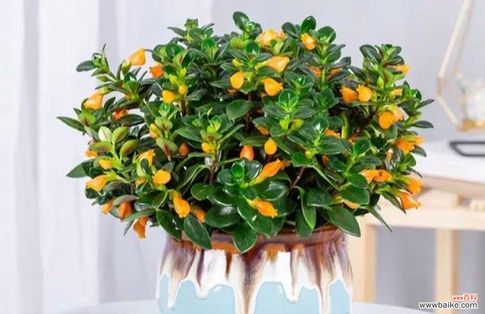 尸骨吊兰的花语代表了什么?