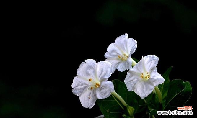 黑色茉莉的花语有何深意？