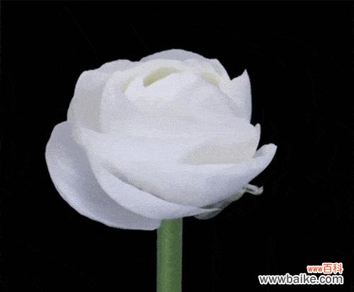 黑色茉莉的花语有何深意？