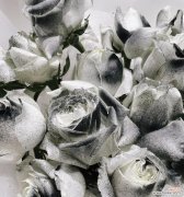 香槟黑骑士花代表了怎样的意义？