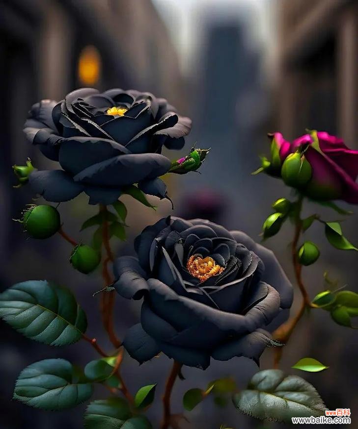 香槟黑骑士花代表了怎样的意义？