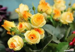 哪种花代表悲伤？它的花语有何含义？