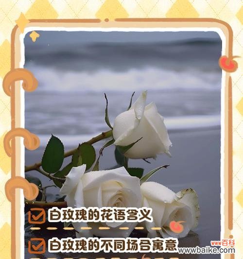 19这个数字在花语中代表什么？它有什么特别含义？