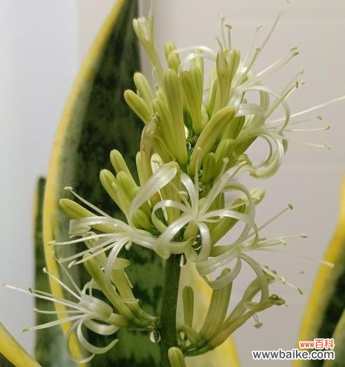 什么花的花语是会越来越好?哪种花象征着不断进步?