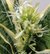 什么花的花语是会越来越好？哪种花象征着不断进步？