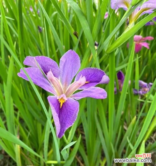 鸢尾押花的花语和寓意是什么?它象征着什么?