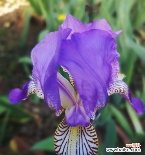 鸢尾押花的花语和寓意是什么?它象征着什么?