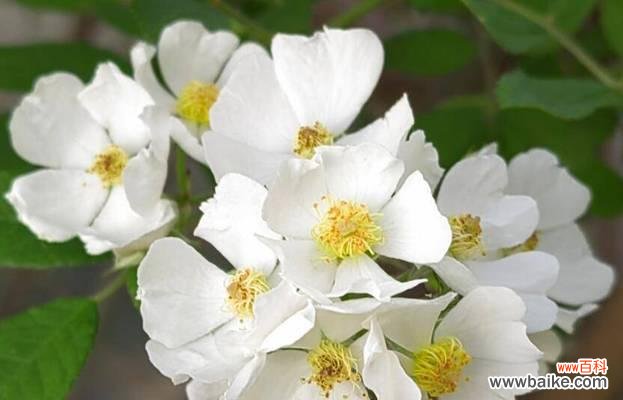 野蔷薇的花语是什么？野蔷薇的日文翻译有何不同？