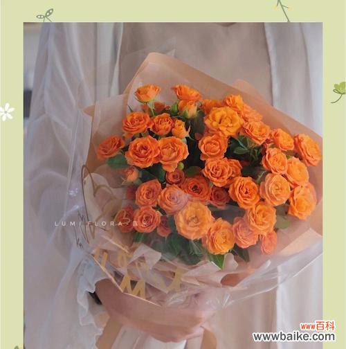 野蔷薇的花语是什么？野蔷薇的日文翻译有何不同？