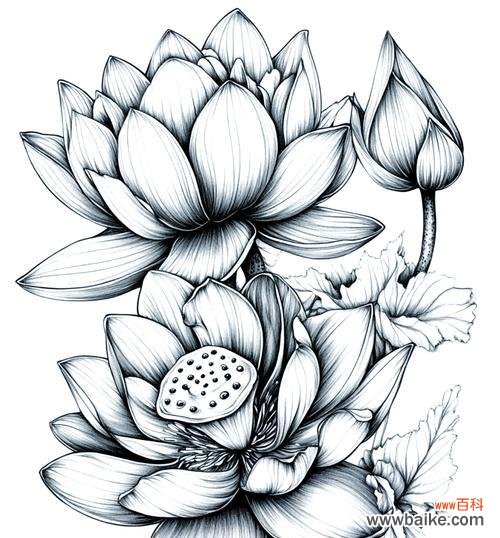 睡莲的喻意和花语有何不同?睡莲的寓意有哪些?