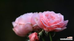 555朵花的花语代表了什么？