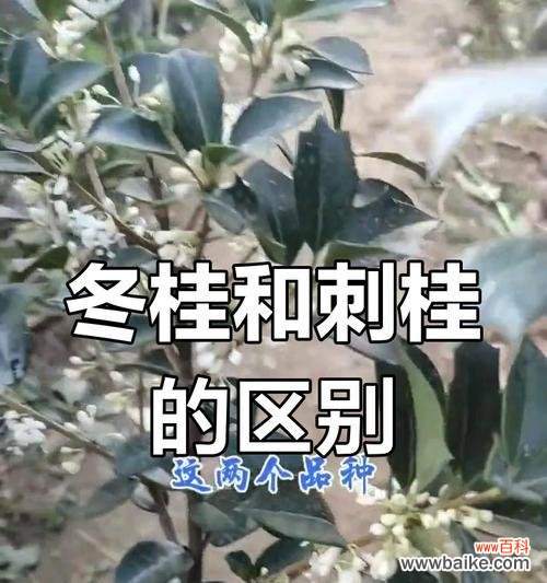 刺桂的花语寓意是什么?刺桂象征着什么?