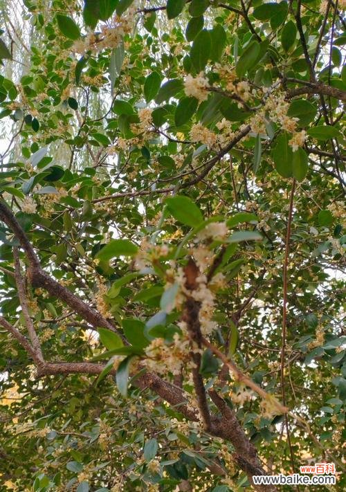 刺桂的花语寓意是什么?刺桂象征着什么?